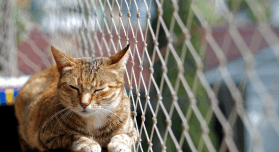 Apartamentos pet-friendly: tendências que conquistam famílias