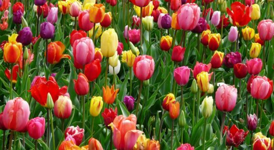 tulipas
