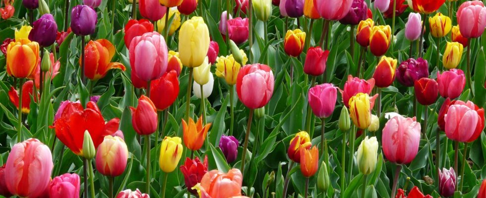 tulipas