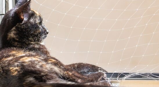 Como redes discretas mudam a rotina com pets e filhos