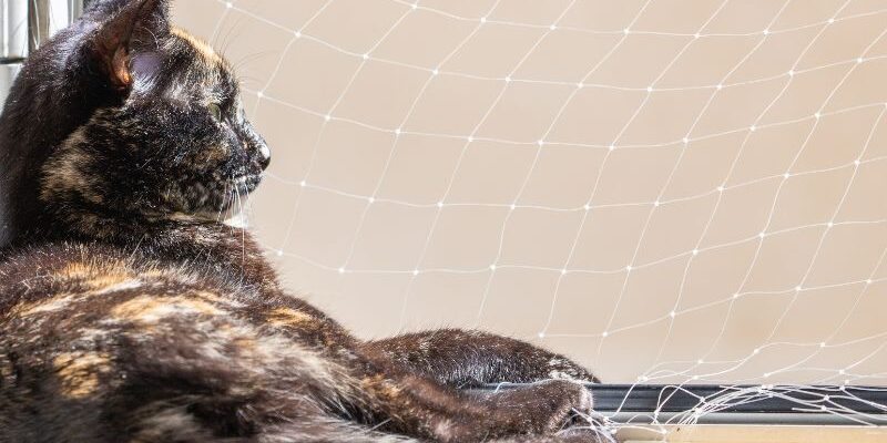 Como redes discretas mudam a rotina com pets e filhos